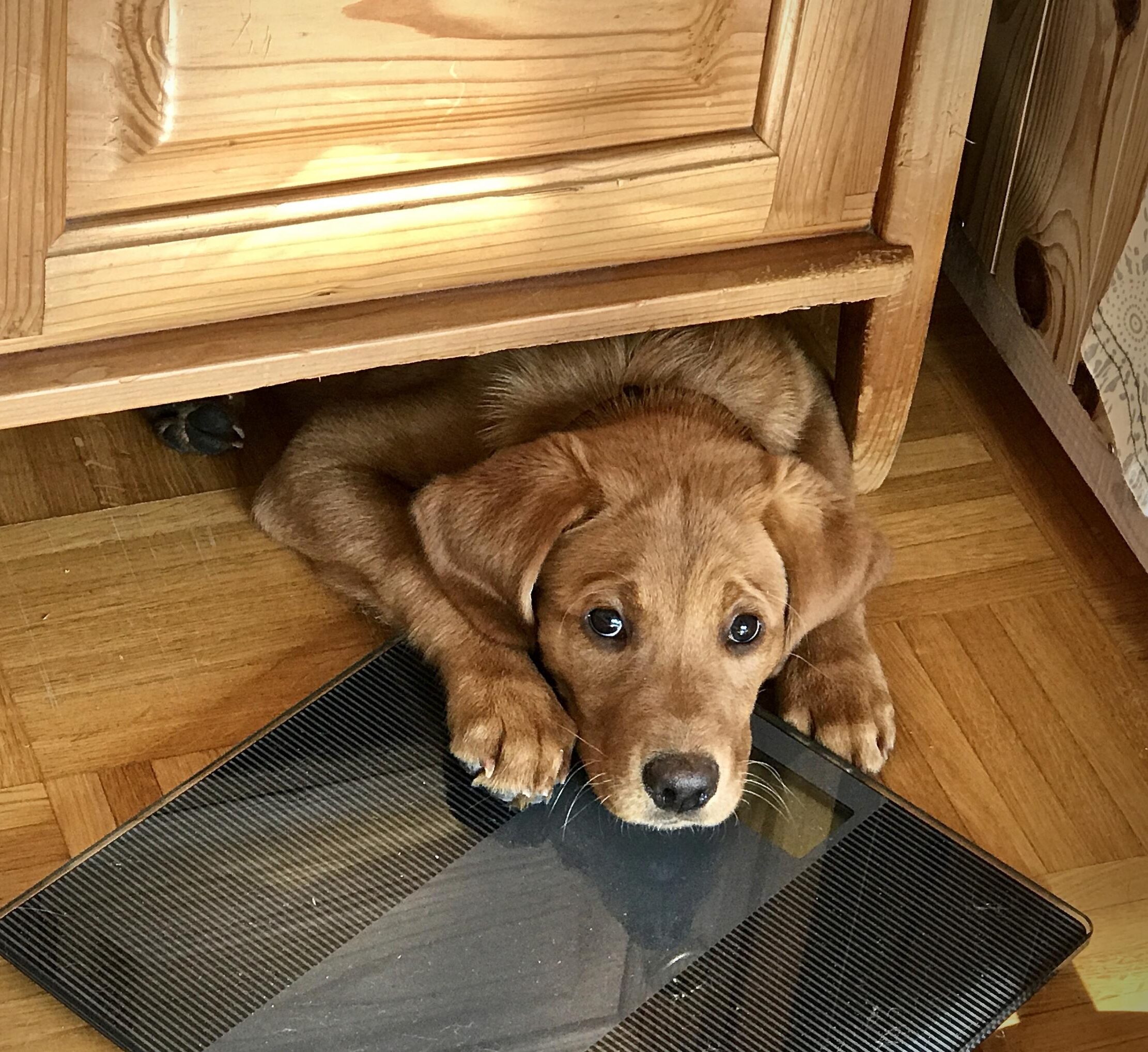 Mensch Hund Angela Erfolgsgeschichten Emma und Hund Marina