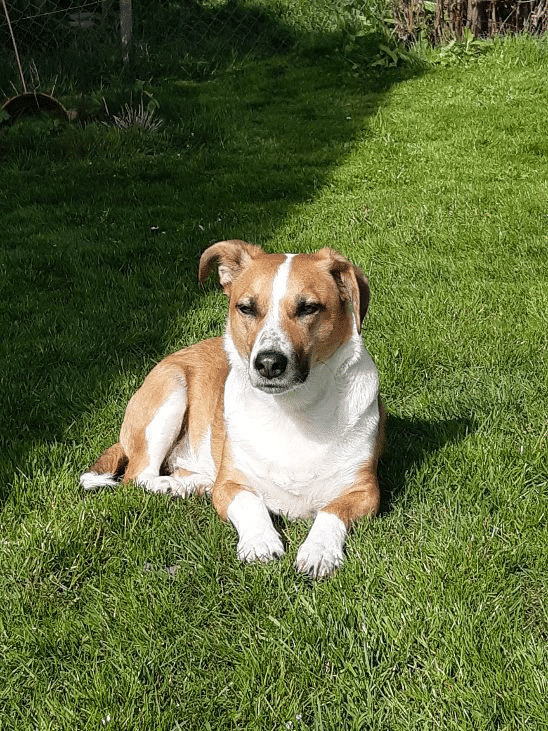 mensch-hund-angela-erfahrungsberichte-saskia-asco